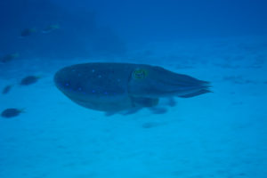 沖縄　ダイビング　コブシメ