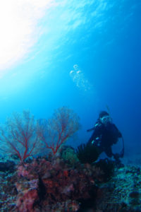 沖縄　ダイビング　ドリフト