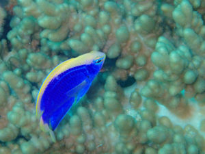 沖縄　ダイビング　イナンビシ　FUNダイビング