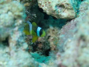 沖縄　イナンビシ　ダイビング　FUNダイビング