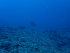 沖縄　ダイビング　イナンビシ　AOW講習