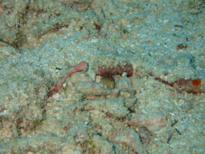 沖縄　ダイビング　イナンビシ　AOW講習