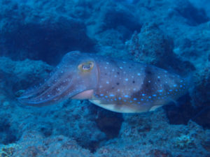 沖縄　近海　イナンビシ　ダイビング　FUNダイビング