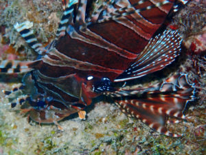 沖縄　近海　イナンビシ　ダイビング　FUNダイビング