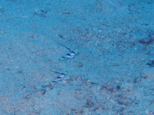 沖縄　近海　イナンビシ　ダイビング　FUNダイビング