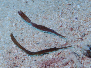 沖縄　近海　イナンビシ　ダイビング　FUNダイビング