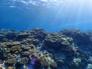 沖縄　ダイビング　FUNダイビング　慶良間