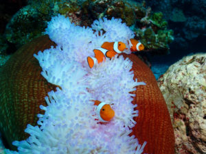 沖縄　ダイビング　FUNダイビング　慶良間