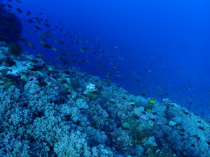 沖縄　ダイビング　FUNダイビング　慶良間