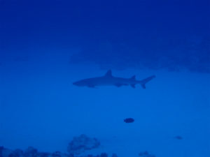 沖縄　ダイビング　FUNダイビング　慶良間