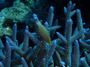 沖縄　ダイビング　FUNダイビング　慶良間