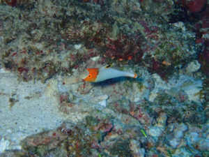 沖縄　ダイビング　FUNダイビング　慶良間