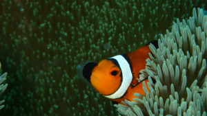 沖縄　ダイビング　カクレクマノミ