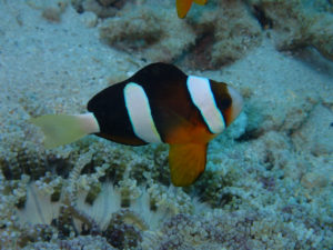 沖縄　崎本部　ゴリラチョップ　体験ダイビング　ダイビング