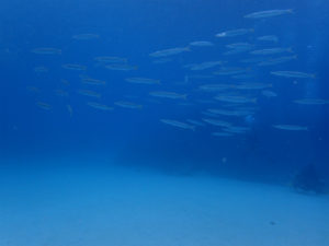 沖縄　崎本部　ゴリラチョップ　体験ダイビング　ダイビング