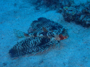 沖縄　ダイビング　慶良間　FUNダイビング