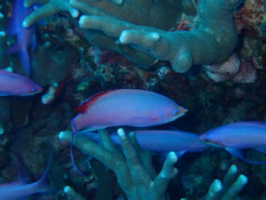 沖縄　ダイビング　慶良間　FUNダイビング