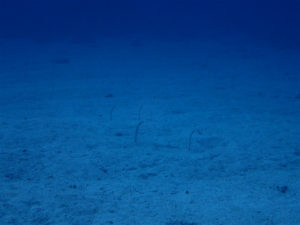 沖縄　ダイビング　慶良間　FUNダイビング