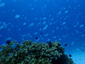 沖縄　ダイビング　慶良間　FUNダイビング