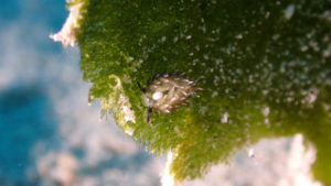 沖縄　ダイビング　慶良間　FUNダイビング