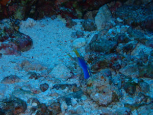 沖縄　ダイビング　ハナヒゲウツボ