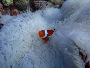 沖縄　体験ダイビング