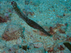 沖縄　本島近海　嘉手納沖　ダイビング　沖縄ダイビング　ファンダイビング　体験ダイビング