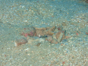 沖縄　本島近海　嘉手納沖　ダイビング　沖縄ダイビング　ファンダイビング　体験ダイビング