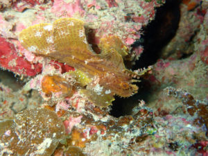 沖縄　本島近海　嘉手納沖　ダイビング　沖縄ダイビング　ファンダイビング　体験ダイビング