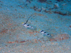 沖縄　本島近海　嘉手納沖　ダイビング　沖縄ダイビング　ファンダイビング　体験ダイビング