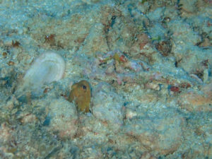 沖縄　本島近海　嘉手納沖　ダイビング　沖縄ダイビング　ファンダイビング　体験ダイビング