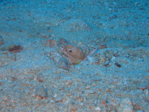 沖縄　本島近海　嘉手納沖　ダイビング　沖縄ダイビング　ファンダイビング　体験ダイビング