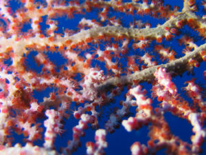 沖縄　万座　恩納村　オーバーヘッドロック　ダイビング　ファンダイビング　FUNダイビング