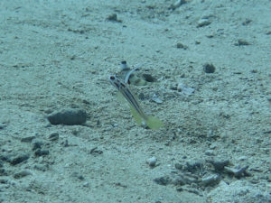 沖縄　万座　恩納村　オーバーヘッドロック　ダイビング　ファンダイビング　FUNダイビング