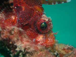 沖縄　ダイビング　宜野湾