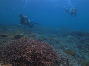 沖縄　ダイビング　宜野湾珊瑚