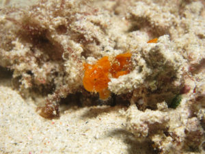 沖縄　北部　本部　ゴリラチョップ　ダイビング　FUNダイビング　ファンダイビング