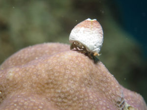 沖縄　北部　本部　ゴリラチョップ　ダイビング　FUNダイビング　ファンダイビング