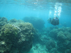 沖縄　北部　本部　ゴリラチョップ　ダイビング　FUNダイビング　ファンダイビング