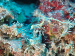 沖縄　ダイビング　砂辺　ジャパニーズピグミーシードラゴン