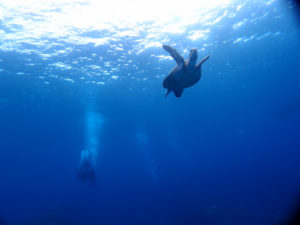 沖縄　慶良間　体験ダイビング　ダイビング