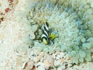 沖縄　近海　イナンビシ　ファンダイビング　ダイビング