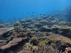 万座のサンゴ礁