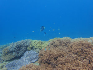 沖縄　ダイビング　砂辺　体験ダイビング　アルファダイブ