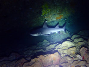 沖縄　万座　恩納村　オーバーヘッドロック　ダイビング　ファンダイビング　FUNダイビング