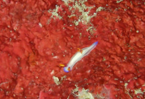 沖縄　万座　恩納村　オーバーヘッドロック　ダイビング　ファンダイビング　FUNダイビング