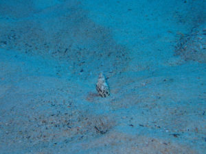 沖縄　万座　恩納村　ダイビング　ファンダイビング　FUNダイビング