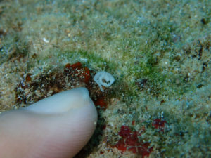 沖縄　北部　本部　ゴリラチョップ　ダイビング　FUNダイビング　ファンダイビング