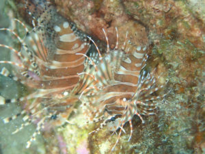 沖縄　北部　本部　ゴリラチョップ　ダイビング　FUNダイビング　ファンダイビング