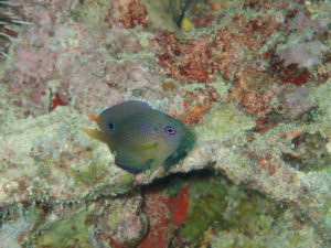 沖縄　北部　本部　ゴリラチョップ　ダイビング　FUNダイビング　ファンダイビング